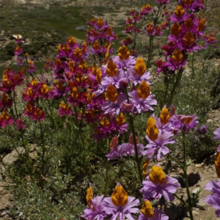 Schizanthus grahami